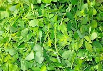 南皮苜蓿