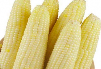 鲜糯玉米