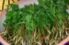 隆化山野菜