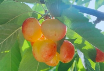 顺义河北村樱桃