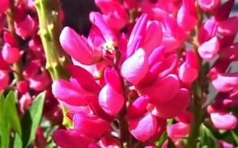 丁伙花朝节