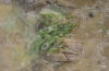 黄羊鲤鱼鲜炖鲜