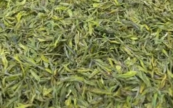 龙池香尖茶