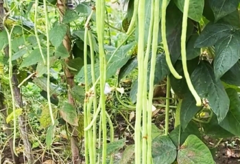 华容青豆角