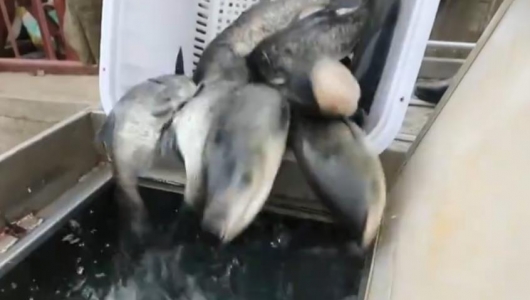 华容大湖胖头鱼