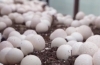 方正县食用菌