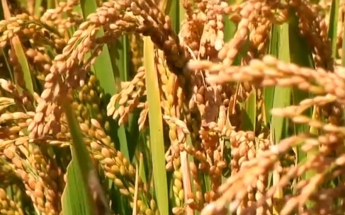 香磨山大米