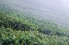 阳新茶叶