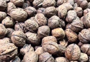 房县核桃