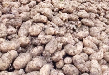 黔阳天麻