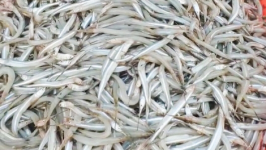梁子湖银针鱼