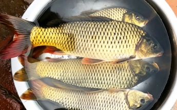 郓城黄河鲤鱼