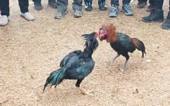 郓城斗鸡
