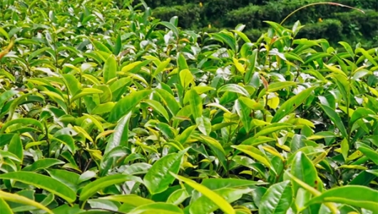 梧州六堡茶